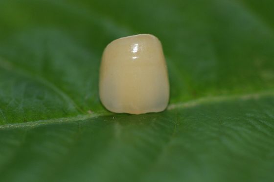 이전 톱니를 위한 치아 설계 연구실 가득 찬 요업 ISO13485 산화 지르코늄 치아관